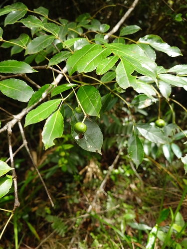 Turpinia occidentalis, photograph 2