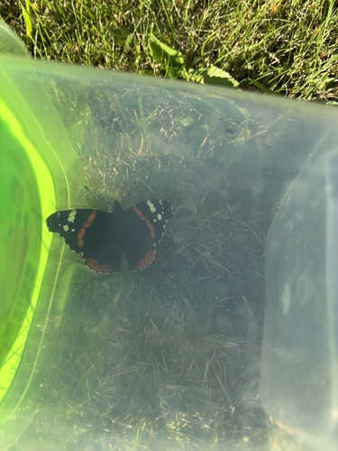 Red Admiral