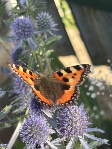 Small Tortoiseshell