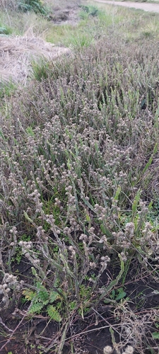 Baccharis crispa