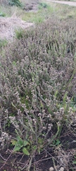 Baccharis crispa