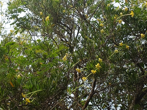 Brunfelsia densifolia