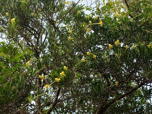 Brunfelsia densifolia, photograph 1
