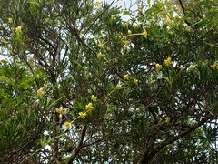Brunfelsia densifolia, photograph (c) Giovanny Vargas, some rights reserved (CC BY)