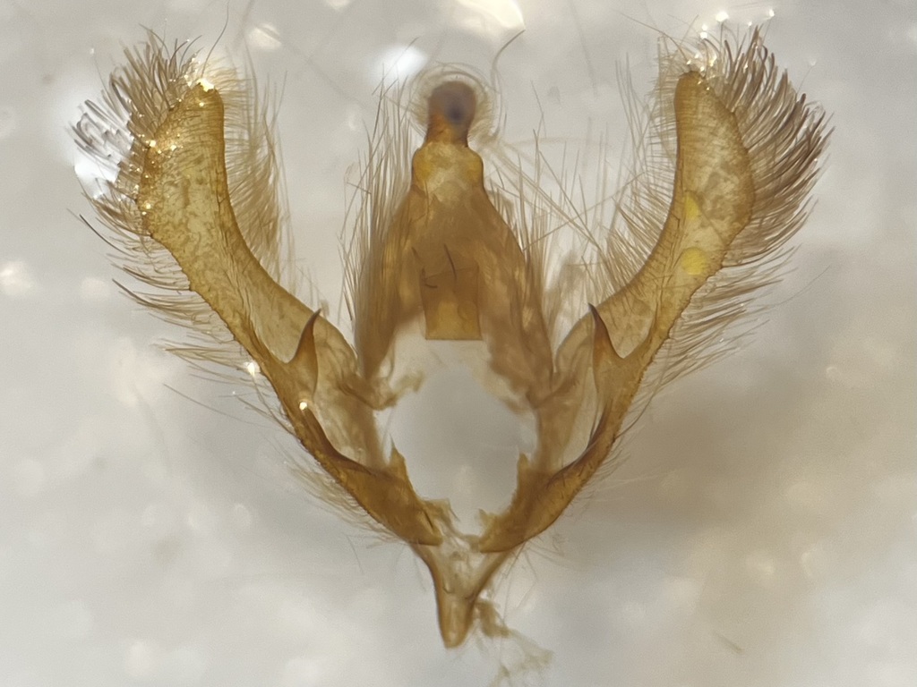 Abstruse False Looper Moth