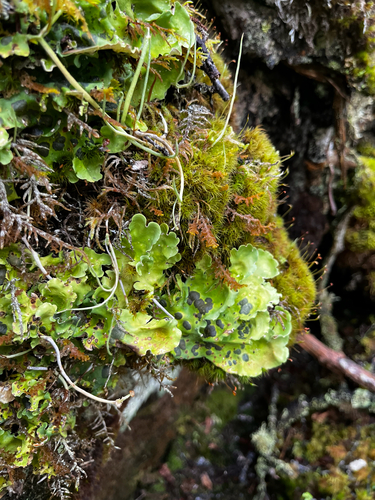 Arctic Kidney Lichen