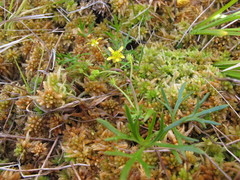 Ranunculus glabrifolius