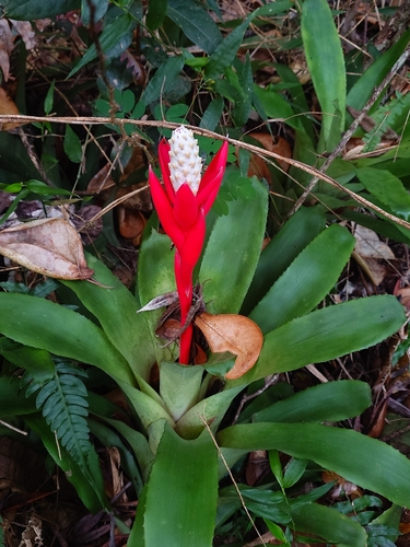 Aechmea lamarchei