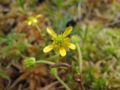 Ranunculus glabrifolius