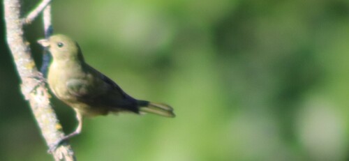 Painted Bunting