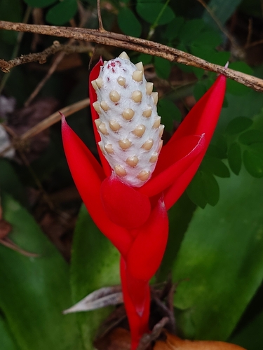 Aechmea lamarchei, photograph 2