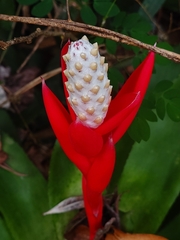 Aechmea lamarchei, photograph (c) Giovanny Vargas, some rights reserved (CC BY)