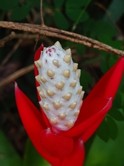 Aechmea lamarchei, photograph (c) Giovanny Vargas, some rights reserved (CC BY)