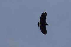 Buteogallus anthracinus