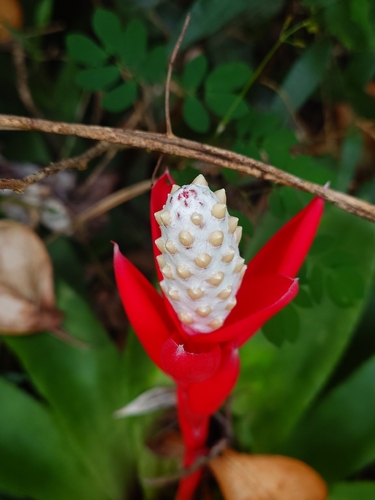 Aechmea lamarchei, photograph 4