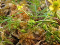 Ranunculus glabrifolius