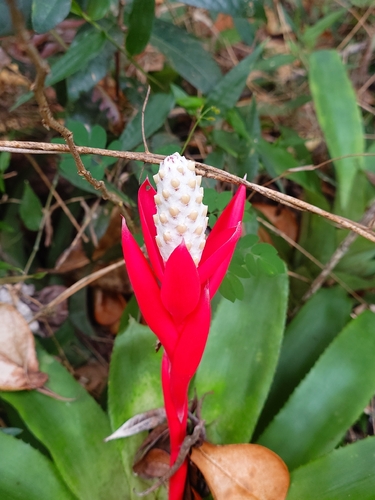 Aechmea lamarchei, photograph 5