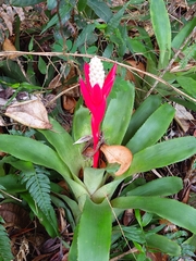 Aechmea lamarchei, photograph (c) Giovanny Vargas, some rights reserved (CC BY)