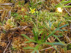 Ranunculus glabrifolius