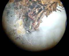 Balaustium