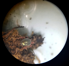 Balaustium