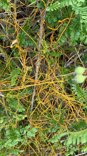 Cuscuta sandwichiana observed 2020-05-03