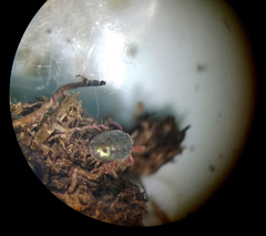 Balaustium