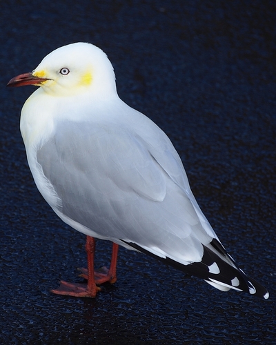Red-billed Gull｜新西兰红嘴鸥 参考照片