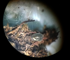 Balaustium