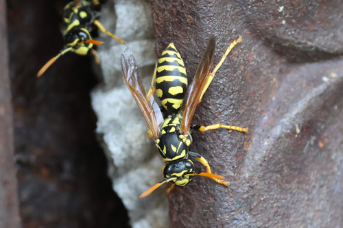 European Paper Wasp