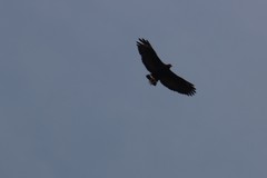 Buteogallus anthracinus