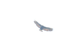 Buteogallus anthracinus