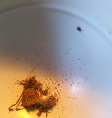 Balaustium