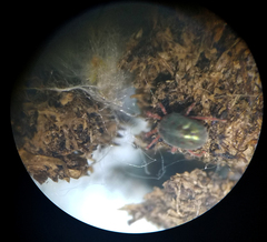 Balaustium