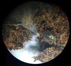 Balaustium
