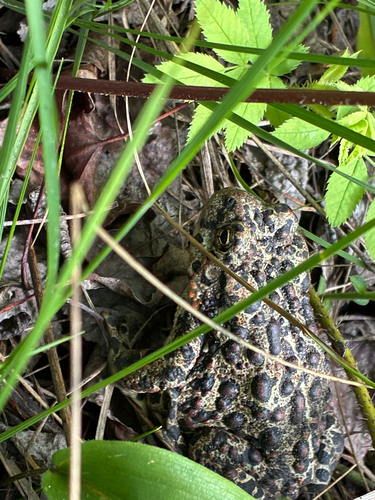 Western Toad