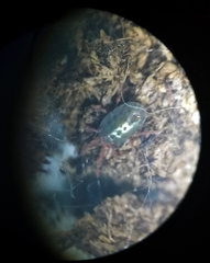 Balaustium