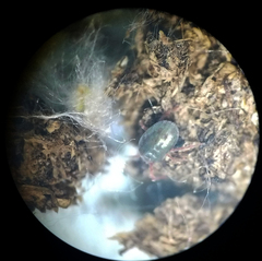 Balaustium