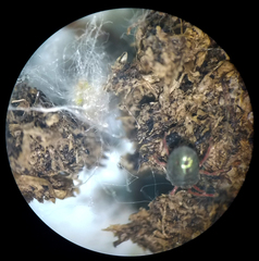 Balaustium