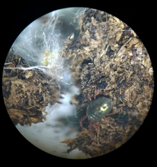 Balaustium