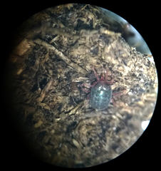 Balaustium