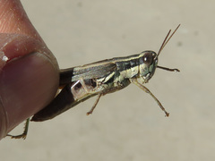 Dichroplus elongatus