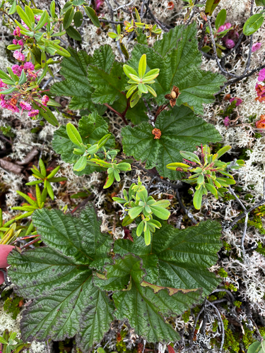 cloudberry