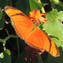 Dryas iulia alcionea