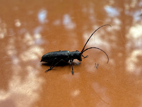 White-spotted Sawyer