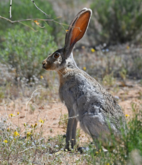Lepus alleni