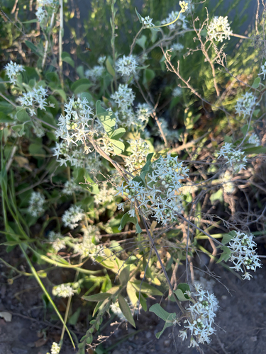 Cynanchum chinense