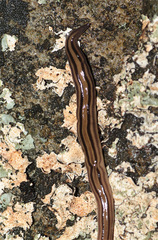 Geoplanoidea