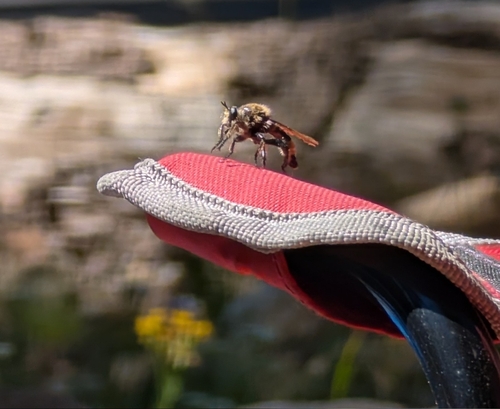 iNaturalist observation photo of Red-spotted Laphria