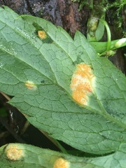 Puccinia hydrophylli
